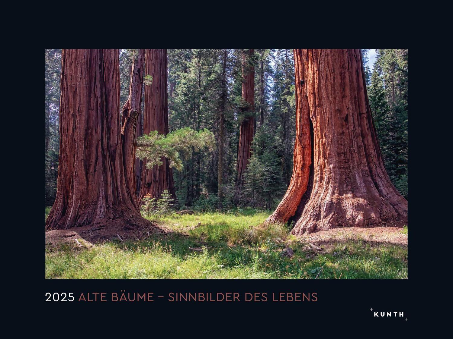 Cover: 9783965913349 | Alte Bäume, Sinnbilder des Lebens - KUNTH Wandkalender 2025 | Kalender