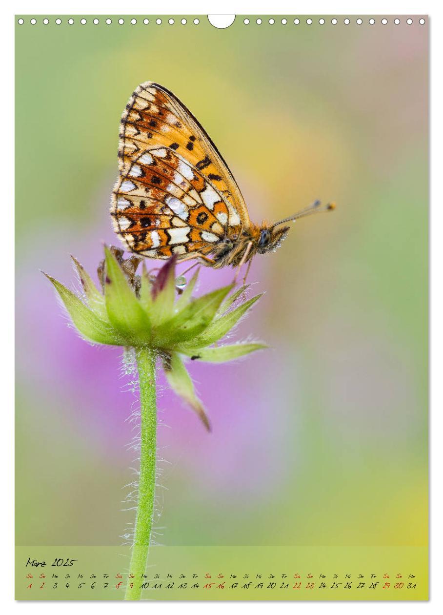 Bild: 9783435976324 | Kunterbuntes Gartenleben - Schmetterlinge in Gärten und Parks...