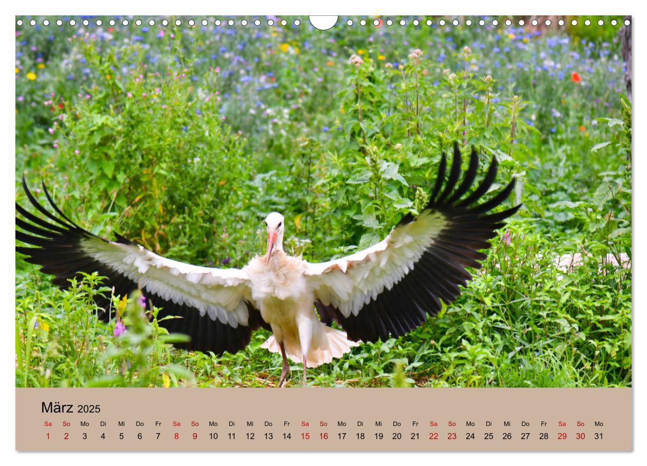 Bild: 9783435019779 | Der Storchenkalender (Wandkalender 2025 DIN A3 quer), CALVENDO...