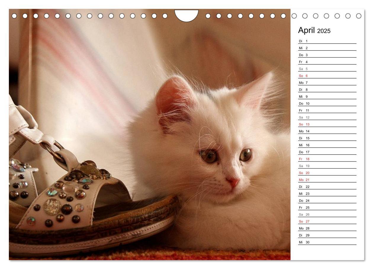 Bild: 9783435555758 | Aus der Kinderstube der Perserkatze (Wandkalender 2025 DIN A4...