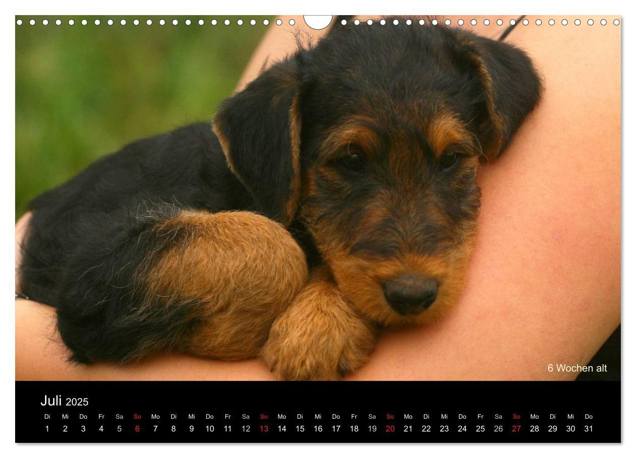 Bild: 9783435747290 | Airedale Terrier Welpen (Wandkalender 2025 DIN A3 quer), CALVENDO...