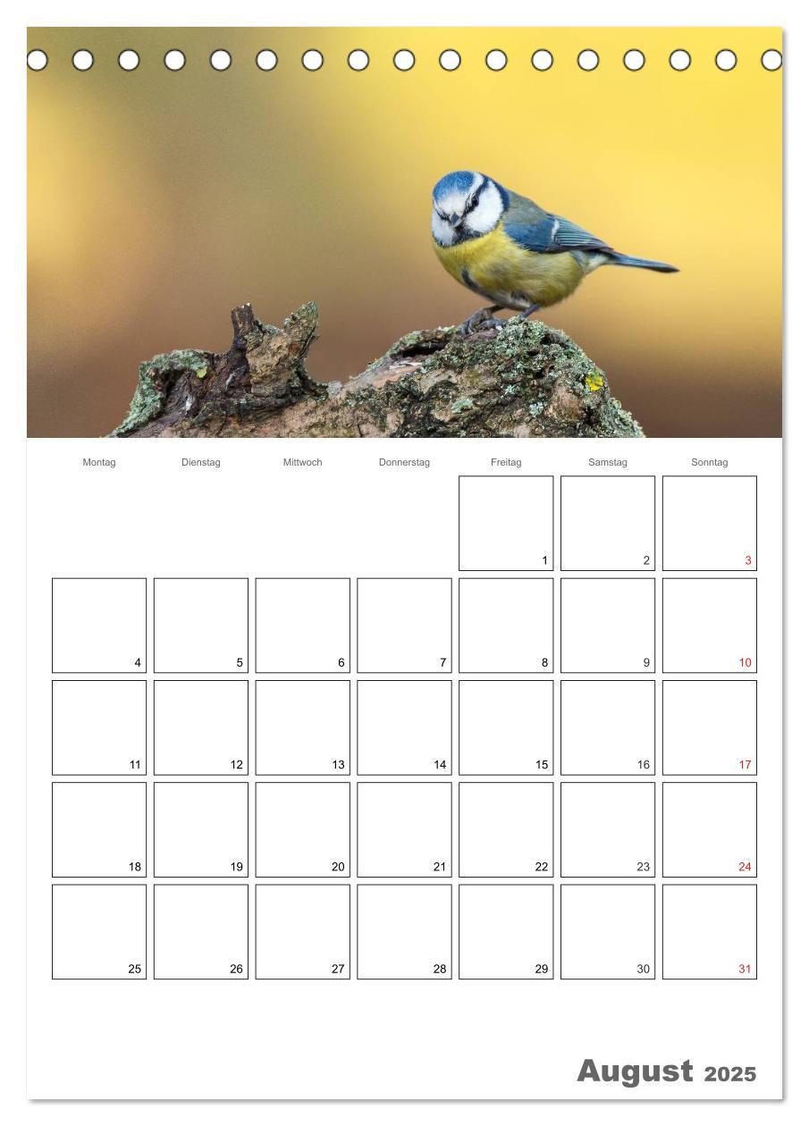 Bild: 9783457007730 | Vögel im heimischen Garten (Tischkalender 2025 DIN A5 hoch),...