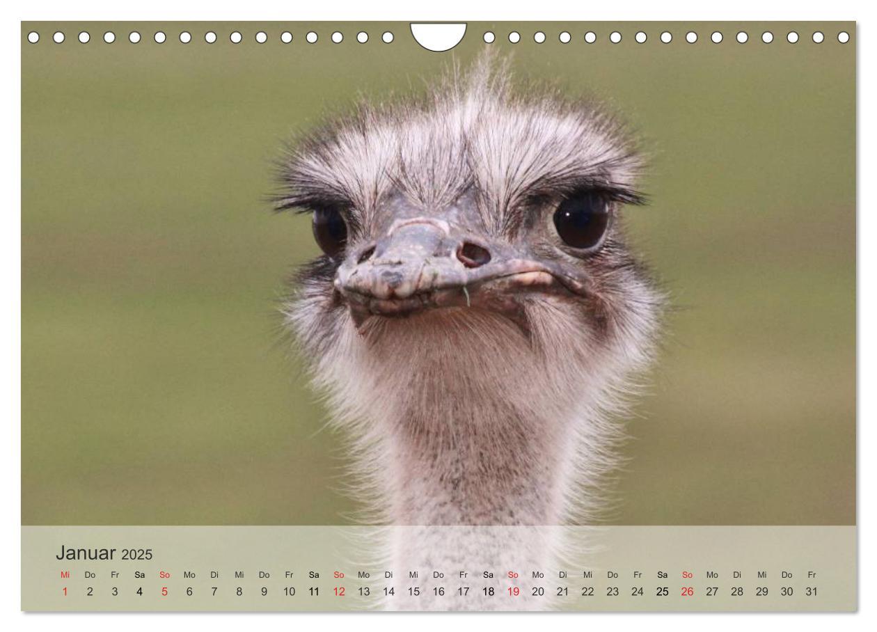 Bild: 9783435606573 | Afrikas schöne Tierwelt (Wandkalender 2025 DIN A4 quer), CALVENDO...