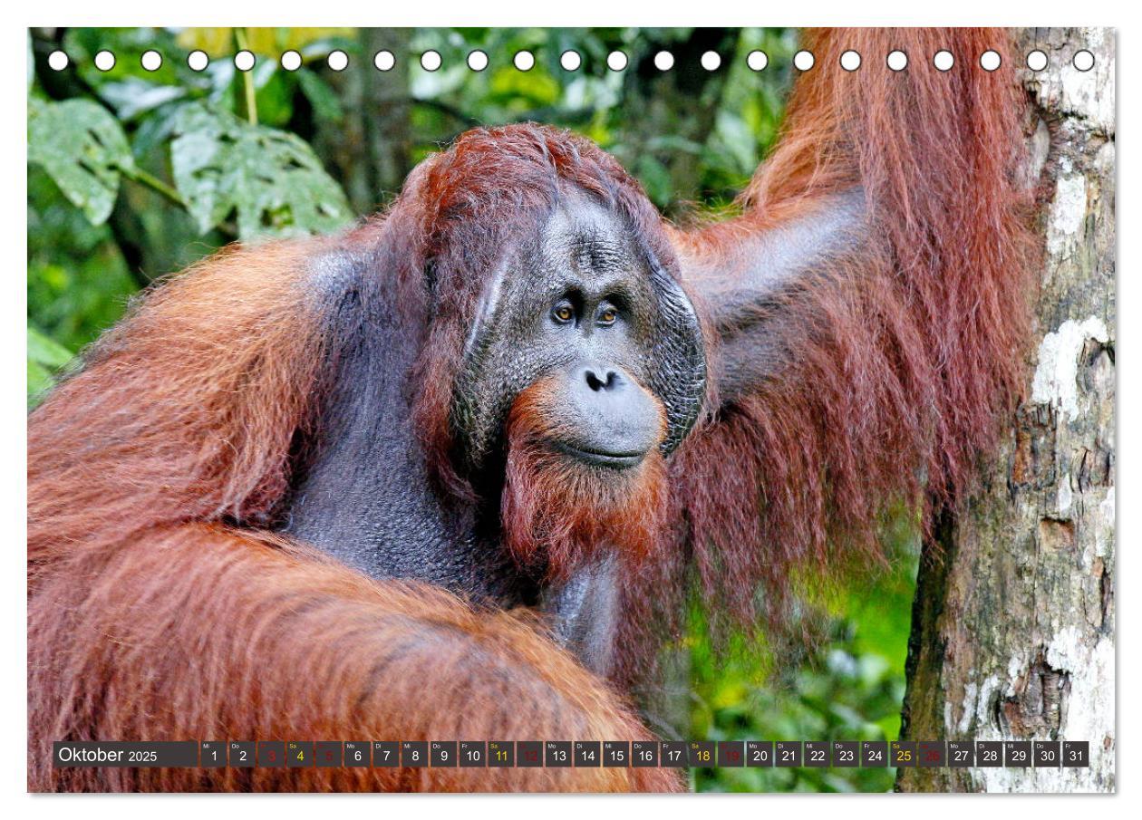 Bild: 9783435355327 | Waldmenschen - Orang Utans auf Borneo (Tischkalender 2025 DIN A5...