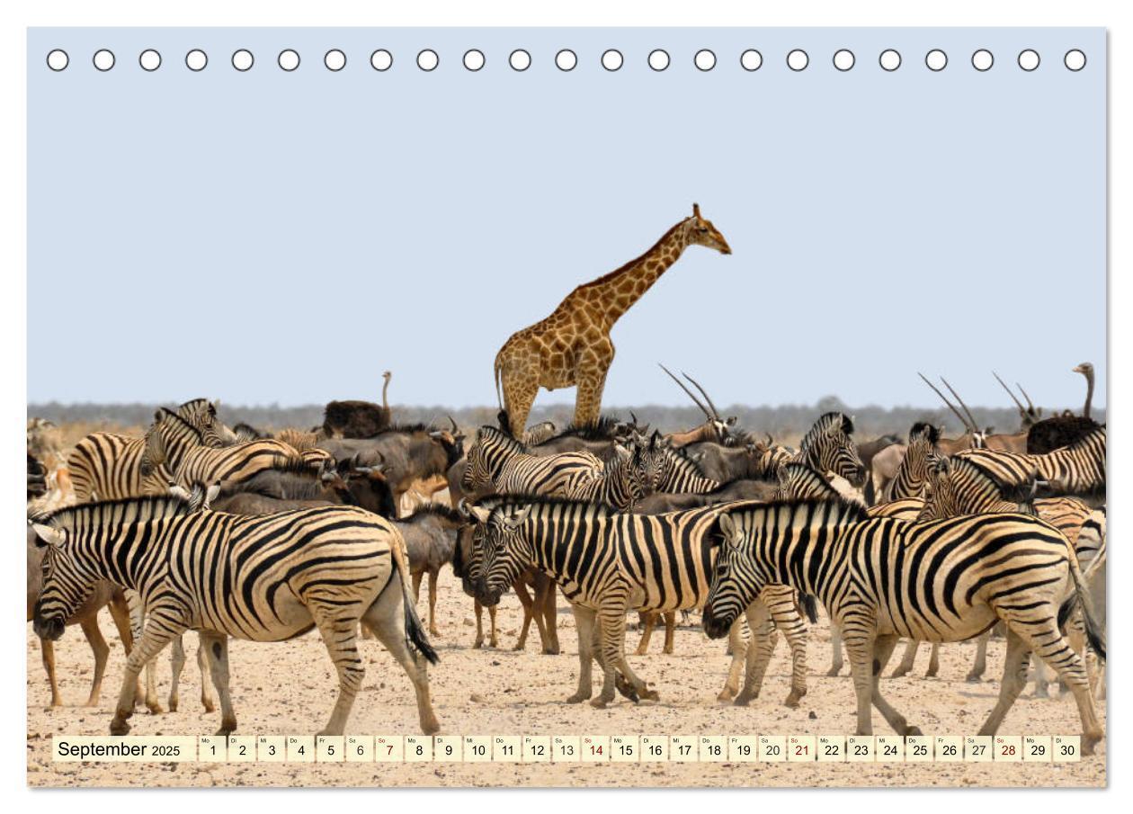 Bild: 9783435418237 | Afrika. Botswanas wundervolle Tierwelt (Tischkalender 2025 DIN A5...