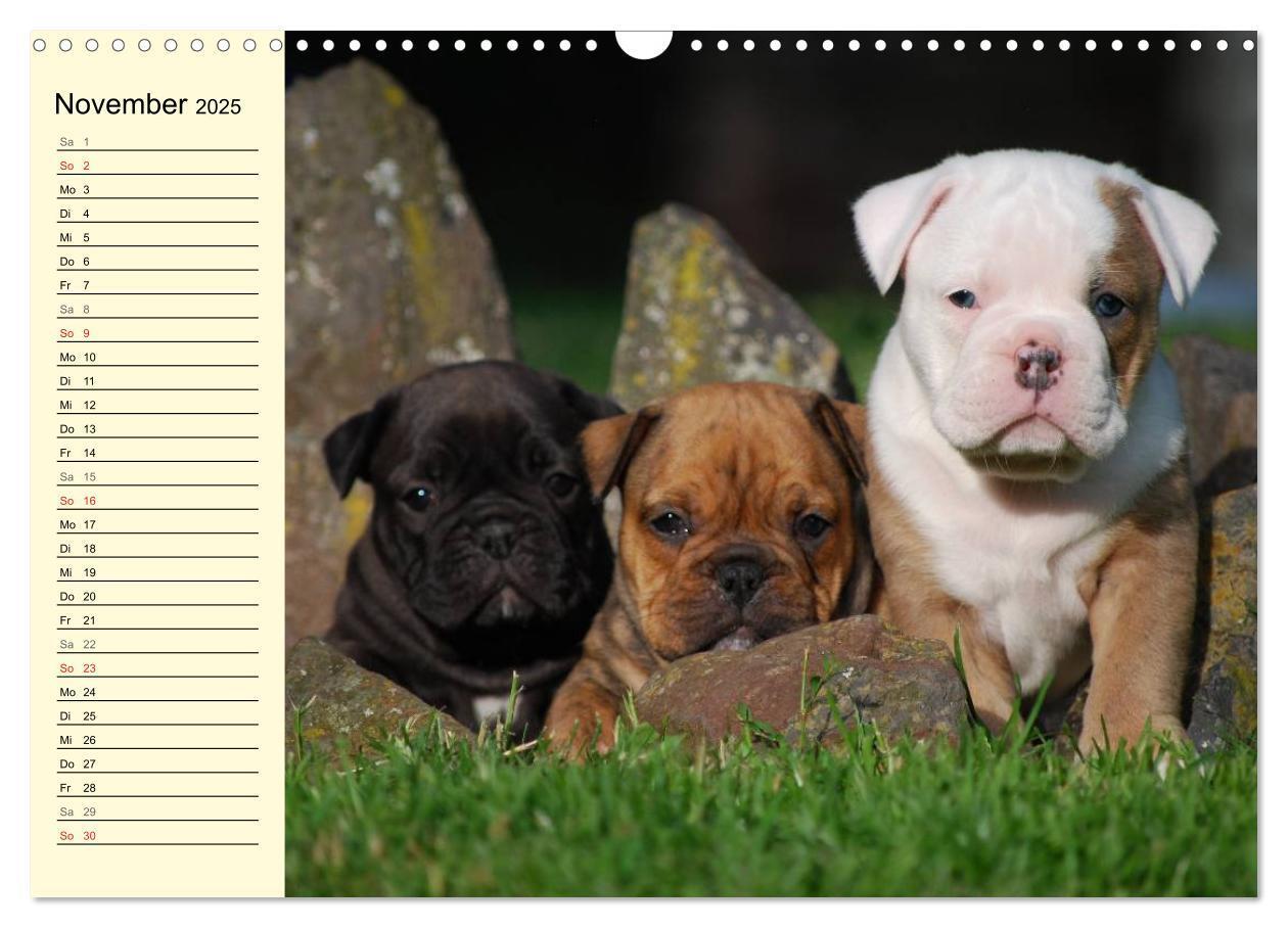 Bild: 9783435534456 | Bulldoggen-Moppelchen (Wandkalender 2025 DIN A3 quer), CALVENDO...