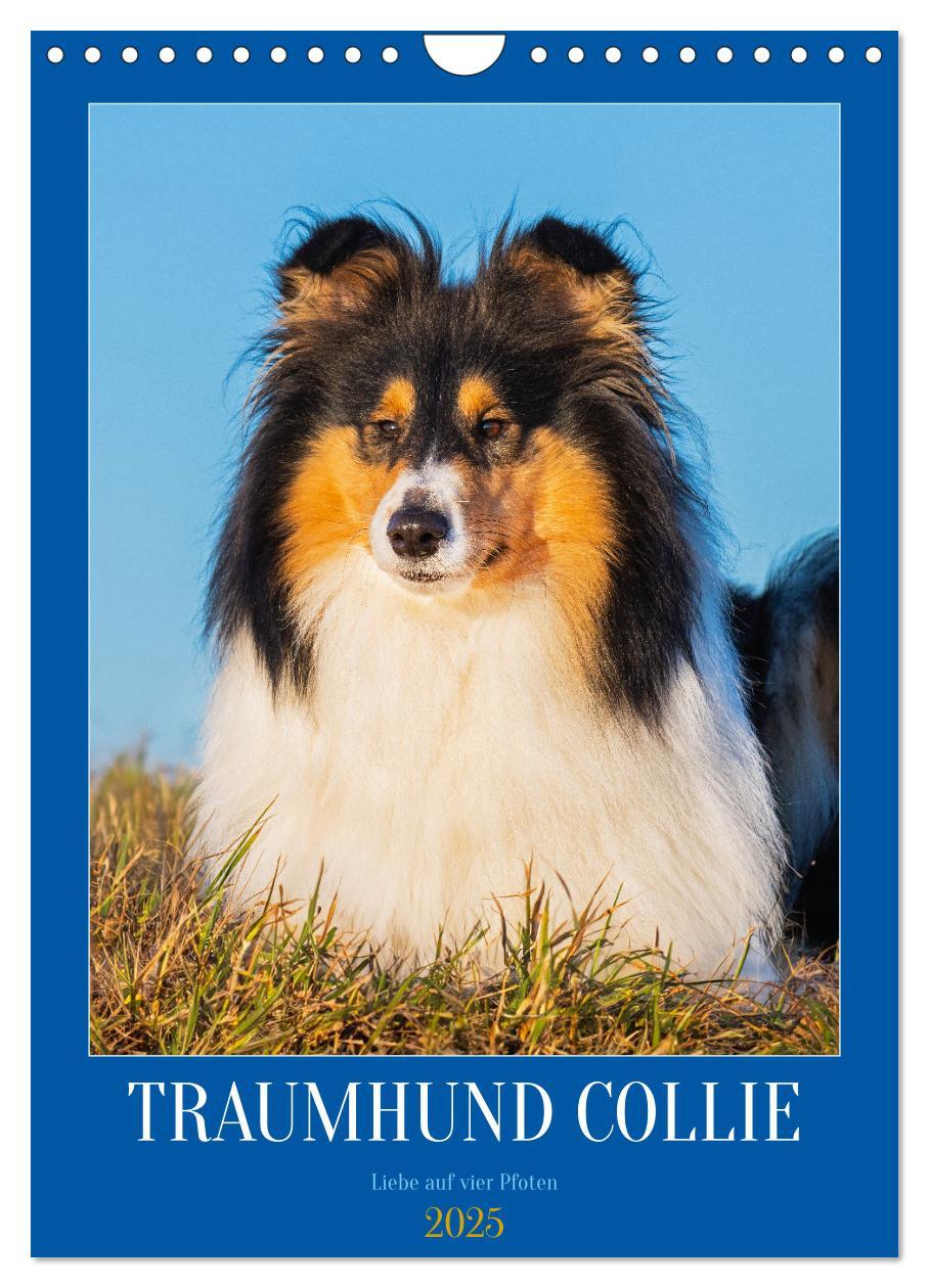 Cover: 9783457159118 | Traumhund Collie - Liebe auf vier Pfoten (Wandkalender 2025 DIN A4...