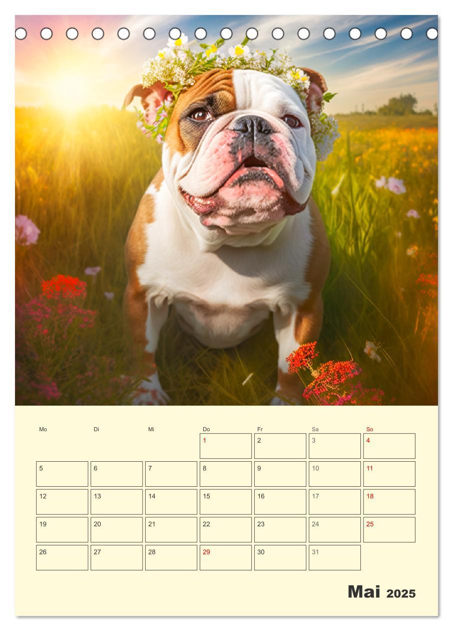 Bild: 9783435876600 | English Bulldogs. Fröhliche Dickköpfe mit Charakter (Tischkalender...