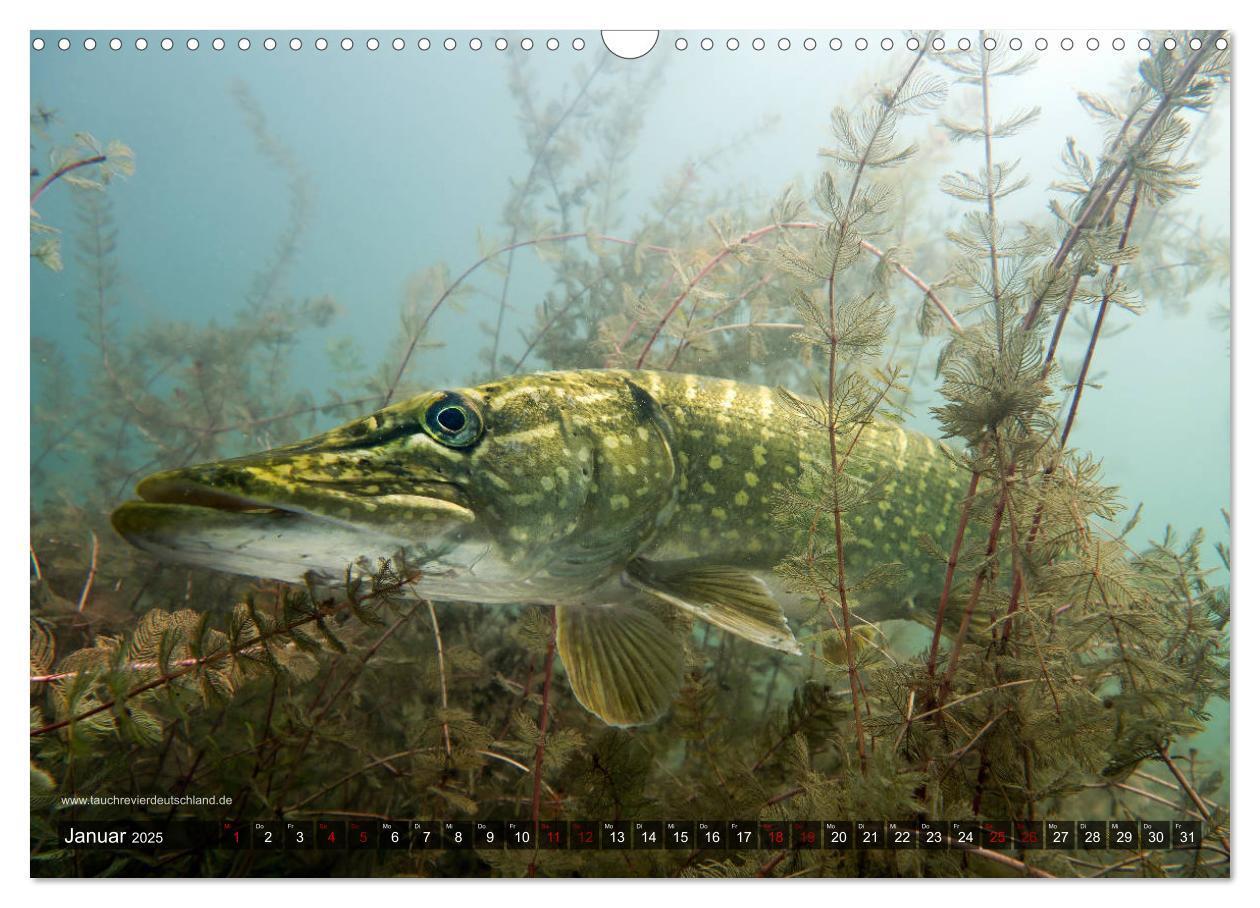 Bild: 9783435425600 | Tauchrevier Deutschland - Der Hecht (Esox lucius) (Wandkalender...