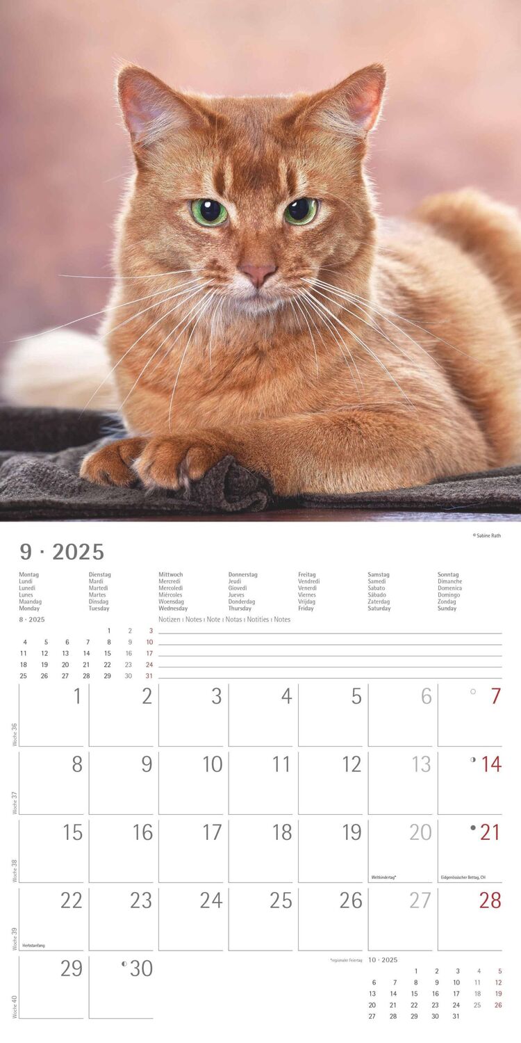 Bild: 4251732340674 | Katzen 2025 - Broschürenkalender 30x30 cm (30x60 geöffnet) -...