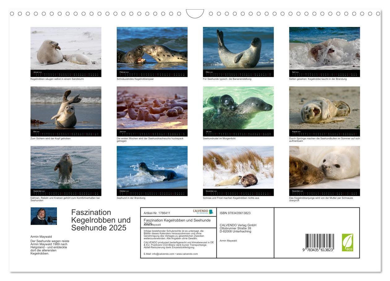 Bild: 9783435613823 | Faszination Kegelrobben und Seehunde 2025 (Wandkalender 2025 DIN A3...