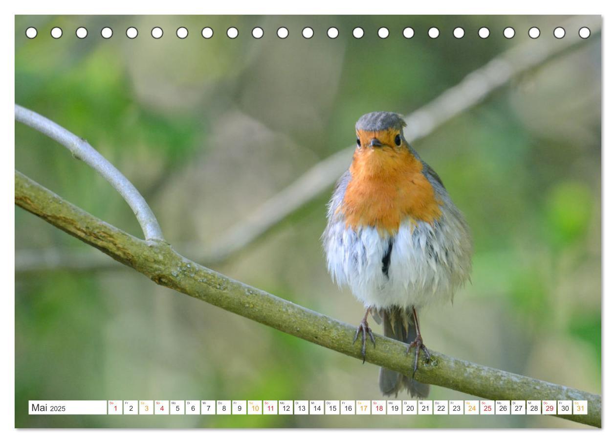 Bild: 9783435166442 | Das Rotkehlchen, ein Kleiner ganz Groß (Tischkalender 2025 DIN A5...