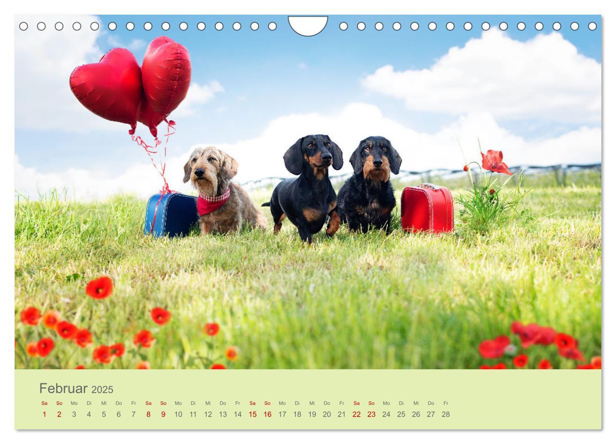 Bild: 9783457206362 | Dackel unterwegs (Wandkalender 2025 DIN A4 quer), CALVENDO...