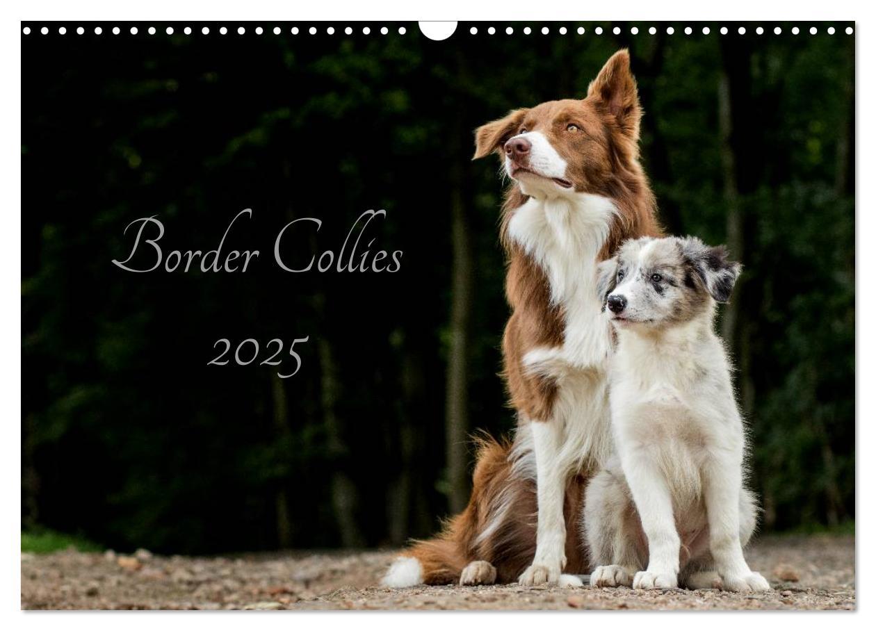 Cover: 9783435577750 | Border Collies 2025 (Wandkalender 2025 DIN A3 quer), CALVENDO...