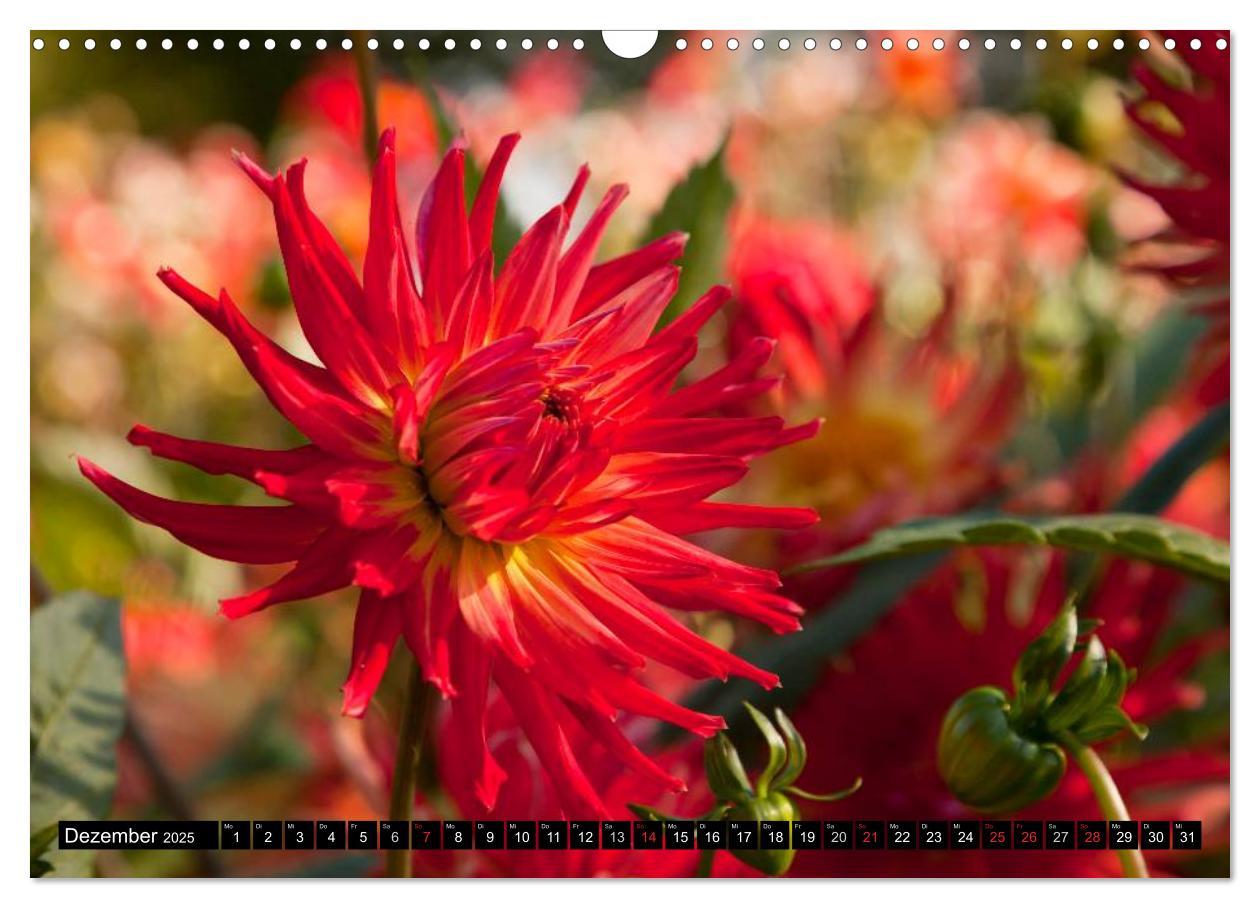 Bild: 9783435663651 | Dahlia - Dahlien (Wandkalender 2025 DIN A3 quer), CALVENDO...