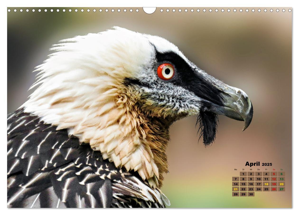 Bild: 9783383864513 | Big Five der Alpen Gämse, Steinbock, Murmeltier, Steinadler,...