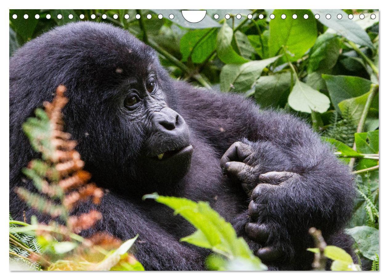 Bild: 9783435364145 | Gorillas ohne Nebel (Wandkalender 2025 DIN A4 quer), CALVENDO...