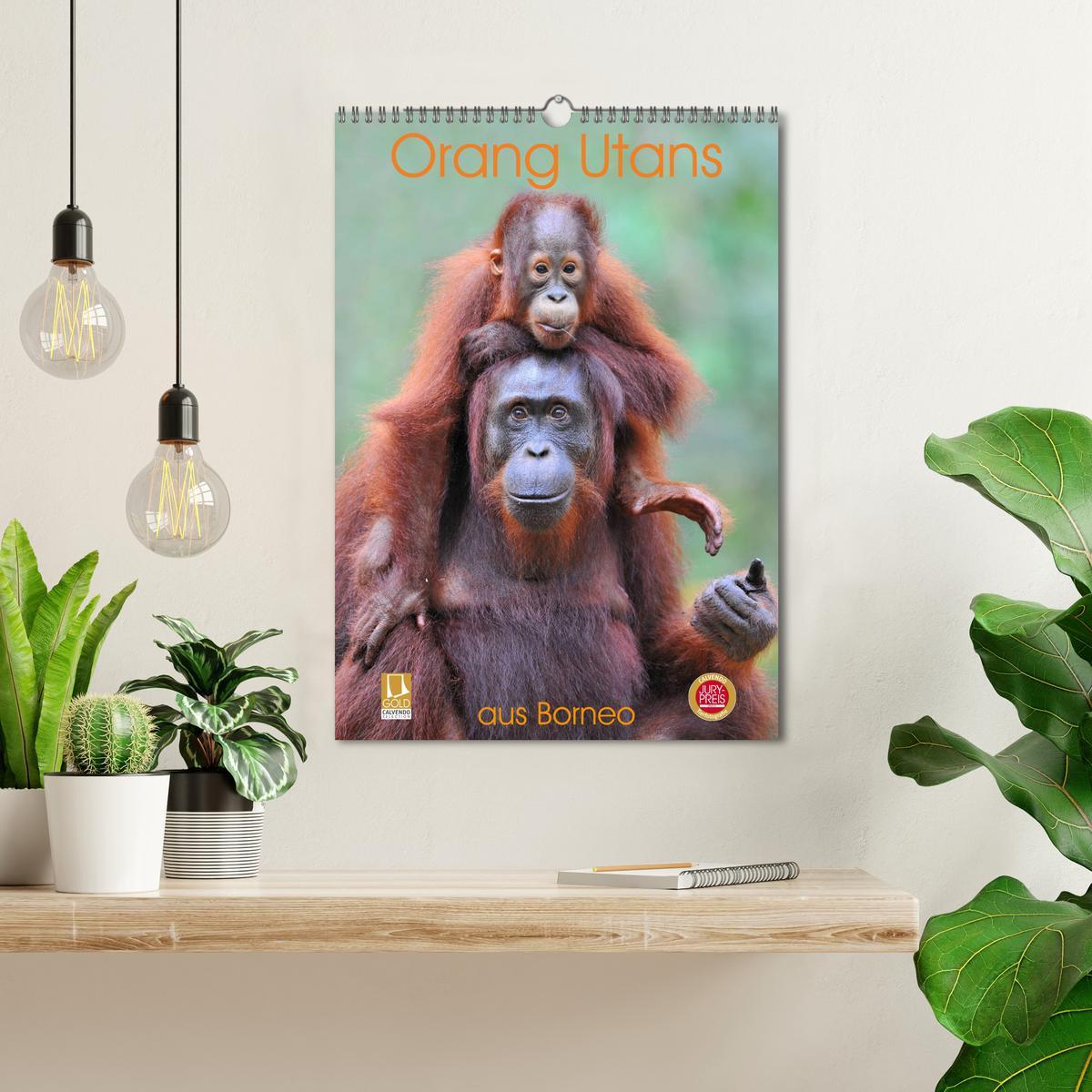 Bild: 9783435965205 | Orang Utans aus Borneo (Wandkalender 2025 DIN A3 hoch), CALVENDO...