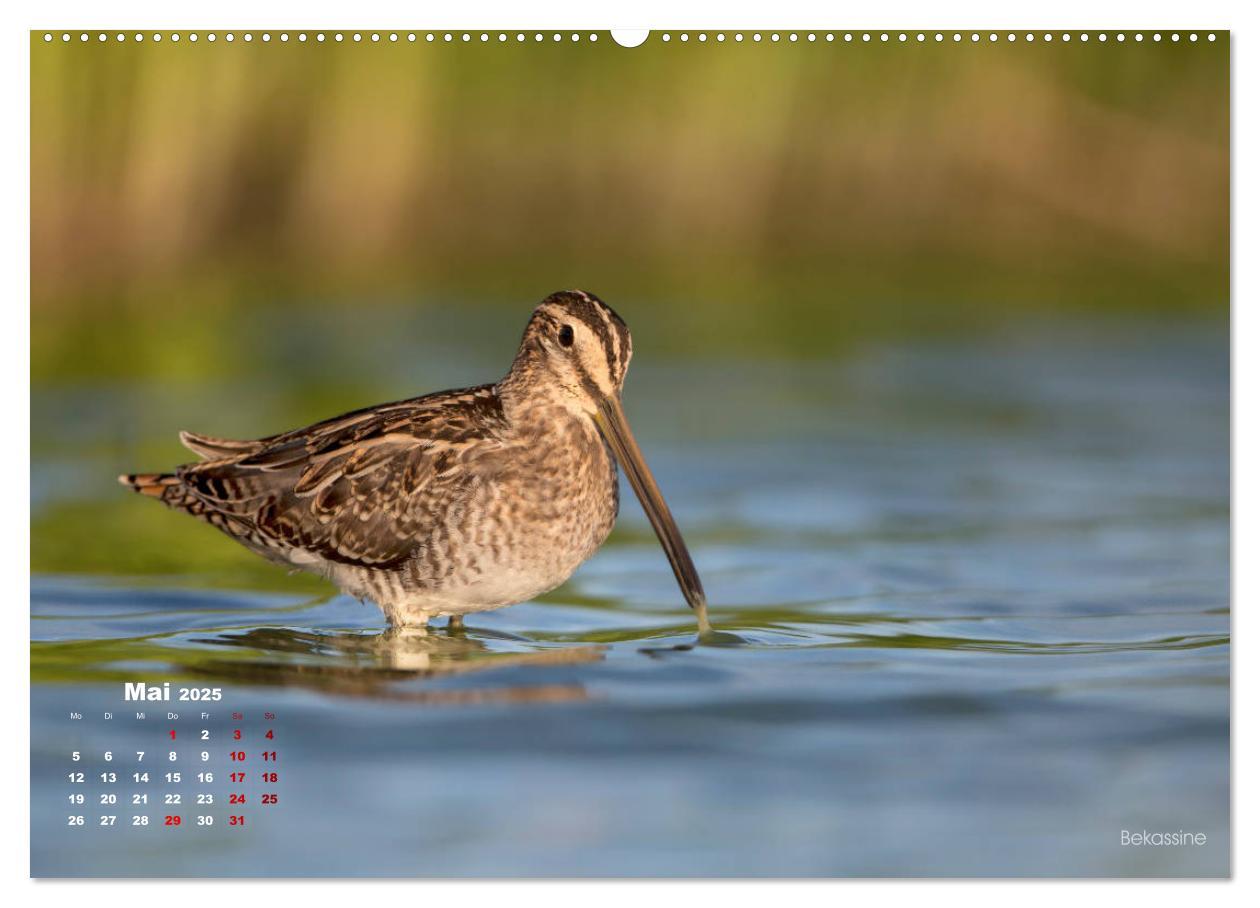 Bild: 9783435379392 | Wattvögel an der Friesischen IJsselmeerküste (Wandkalender 2025 DIN...