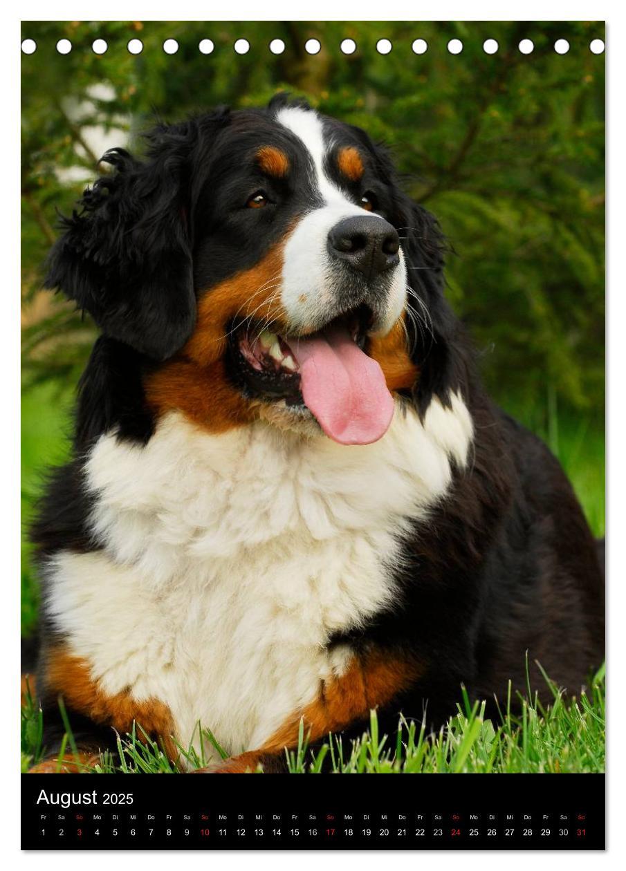 Bild: 9783457068489 | Berner Sennenhund 2025 (Tischkalender 2025 DIN A5 hoch), CALVENDO...