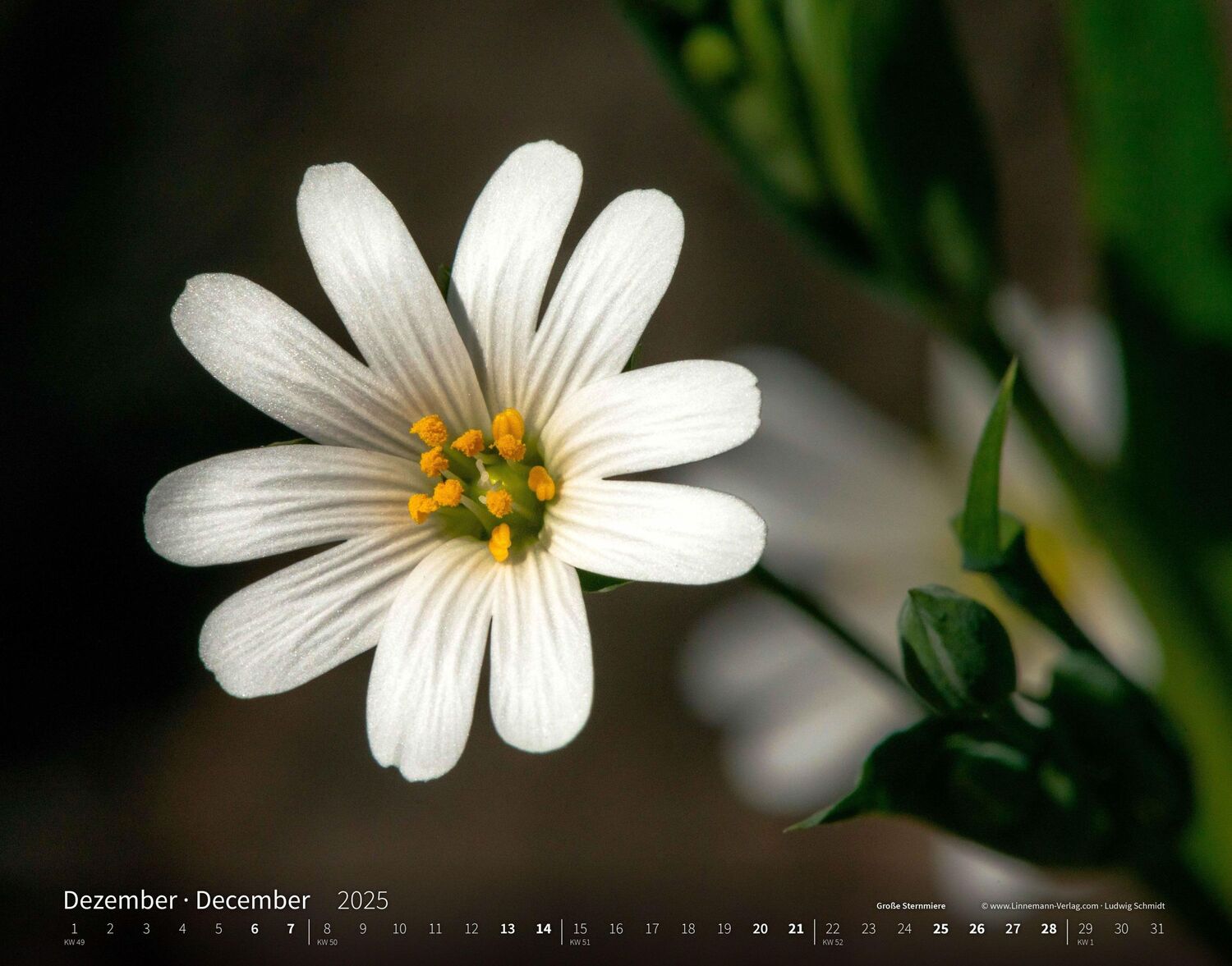 Bild: 9783862923403 | Wildblumen 2025 Großformat-Kalender 58 x 45,5 cm | Wildflowers 2025