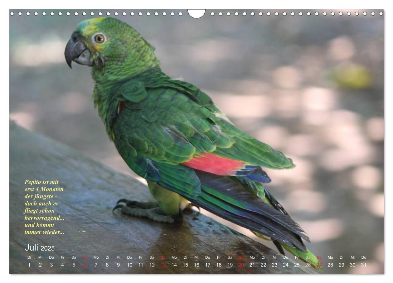 Bild: 9783435727988 | Blaustirnamazonen - Papageien in Paraguay (Wandkalender 2025 DIN A3...