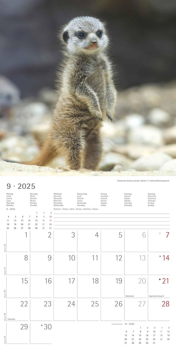 Bild: 4251732340773 | Tierbabys 2025 - Broschürenkalender 30x30 cm (30x60 geöffnet) -...