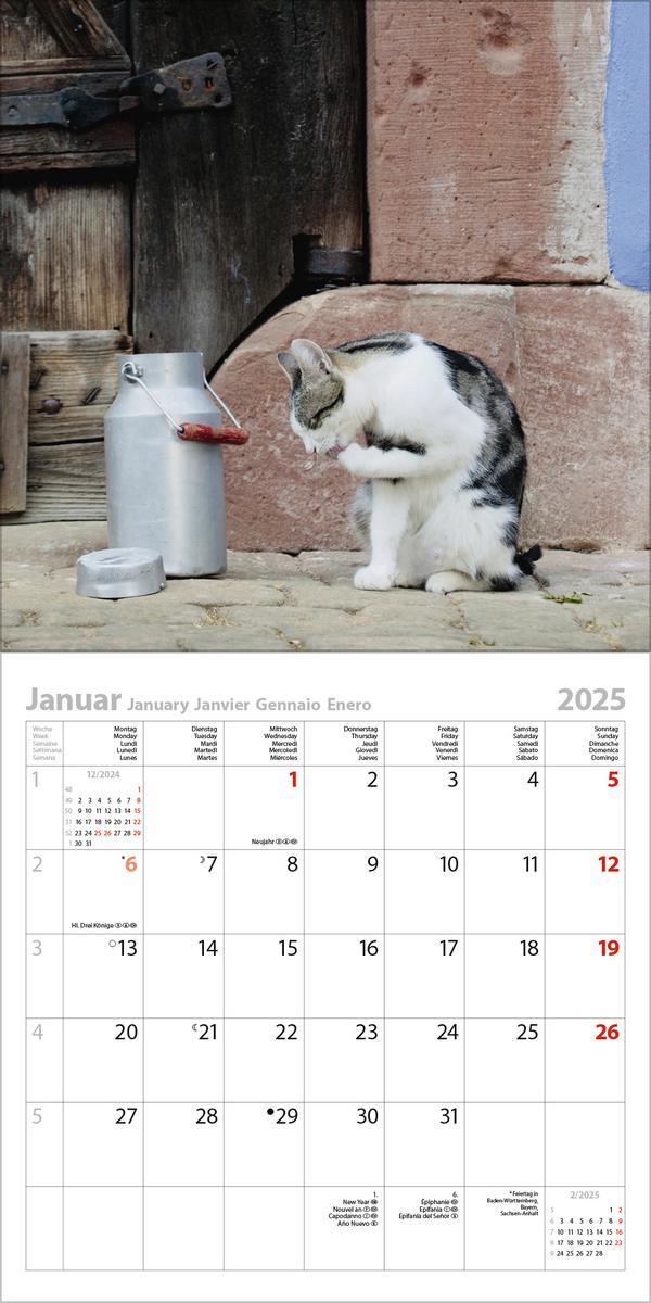 Bild: 9783731876427 | Tiere auf dem Bauernhof 2025 | Verlag Korsch | Kalender | 13 S. | 2025