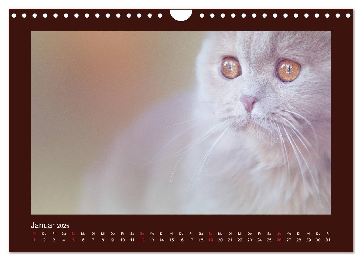 Bild: 9783435482917 | Britisch Kurzhaar Katzen - Poesie fürs Auge (Wandkalender 2025 DIN...