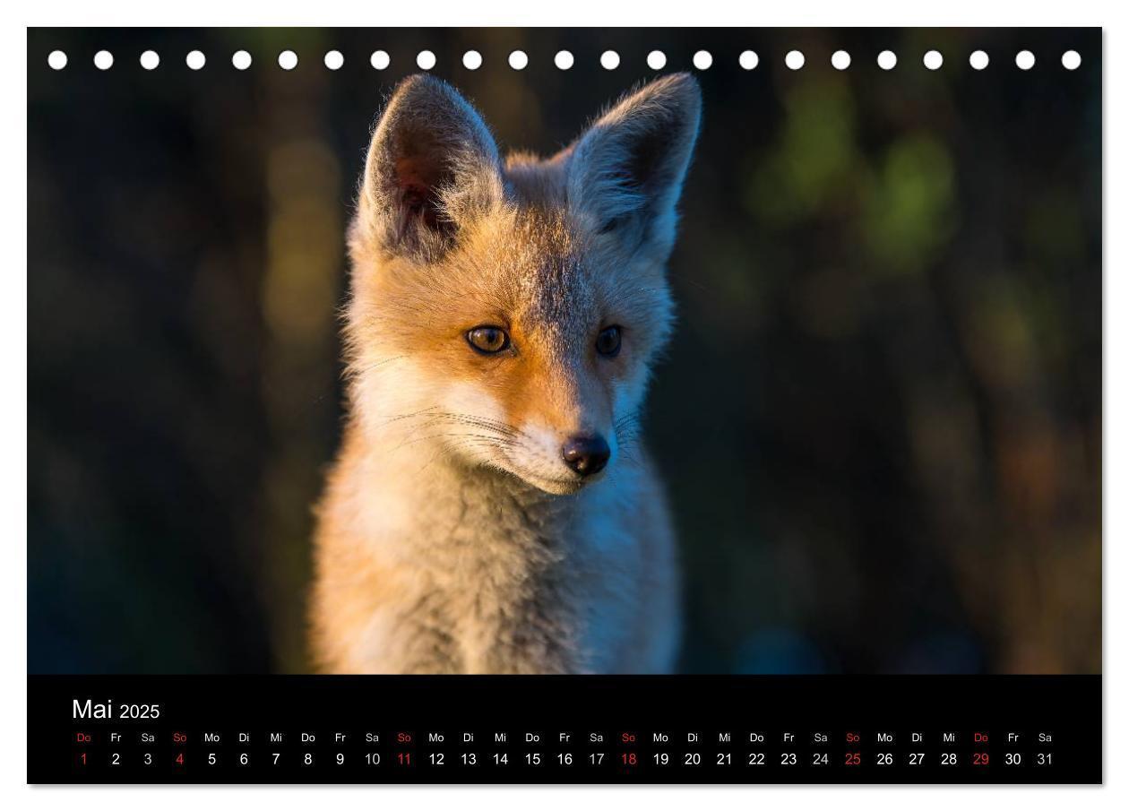 Bild: 9783435560011 | Joni, der kleine Fuchs (Tischkalender 2025 DIN A5 quer), CALVENDO...