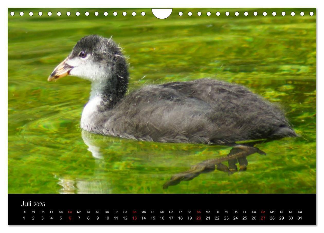 Bild: 9783435840779 | Das Leben der Enten (Wandkalender 2025 DIN A4 quer), CALVENDO...