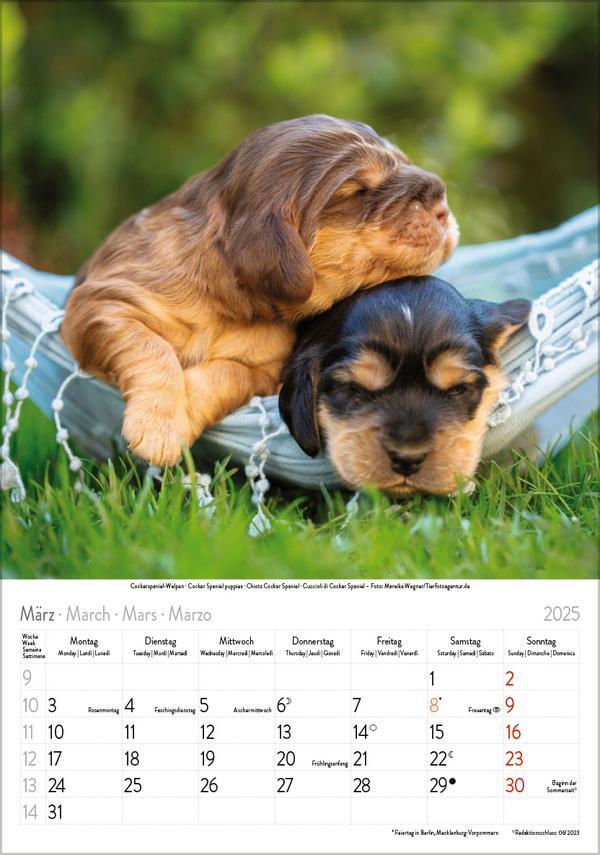 Bild: 9783731876175 | Hunde 2025 | Wandkalender mit Fotos von Hunden. Format 23,5 x 33,5 cm.