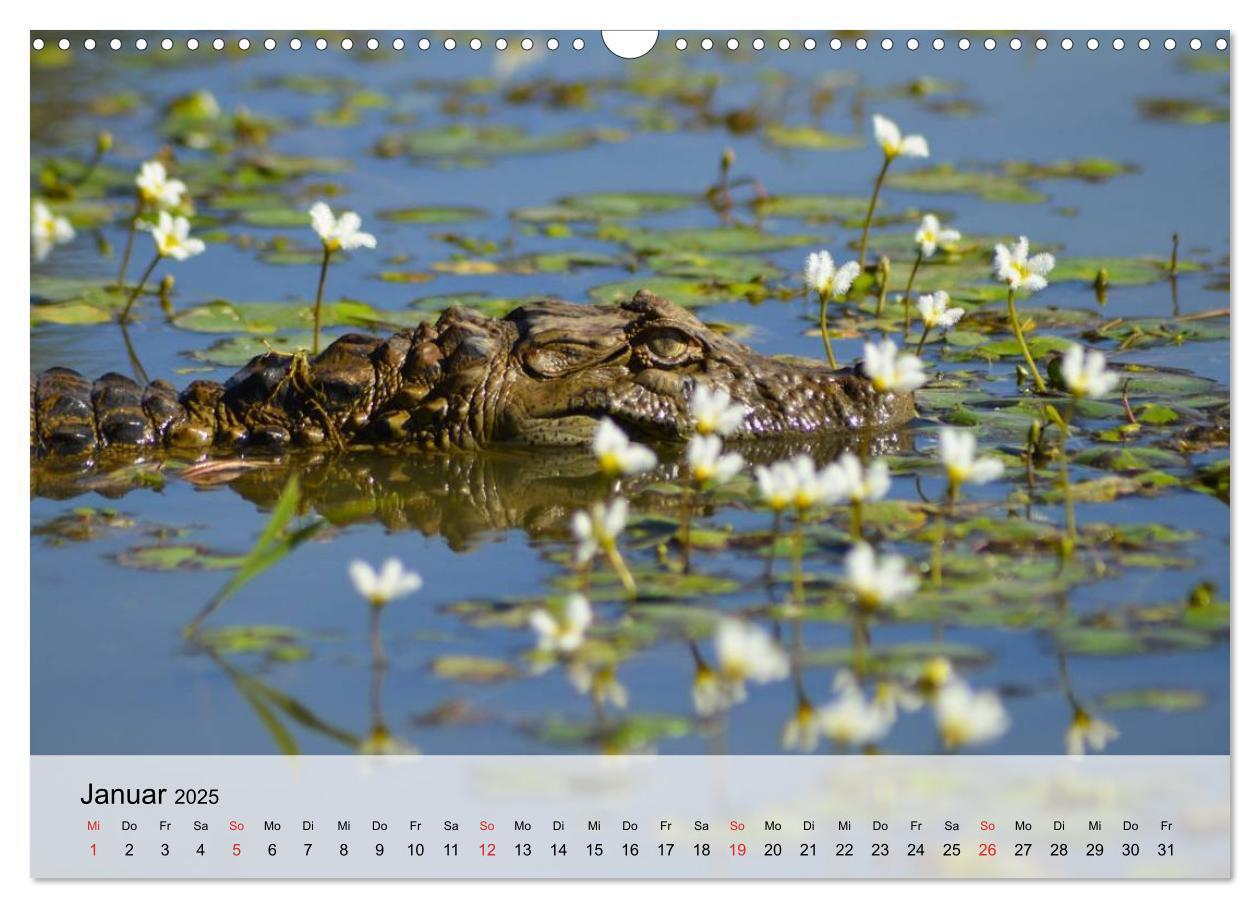 Bild: 9783435600878 | Große Echsen. Krokodile und Alligatoren (Wandkalender 2025 DIN A3...