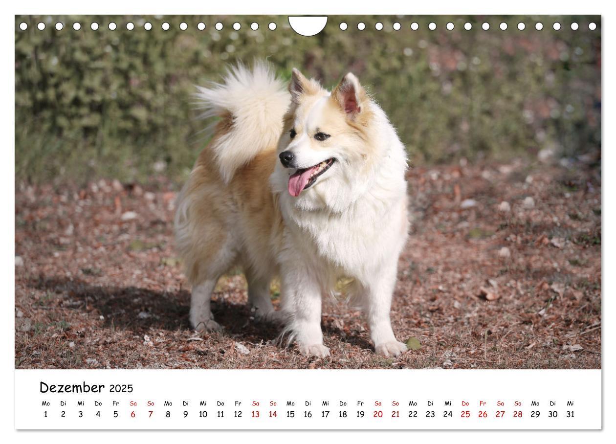 Bild: 9783383973161 | Islandhunde (Wandkalender 2025 DIN A4 quer), CALVENDO Monatskalender