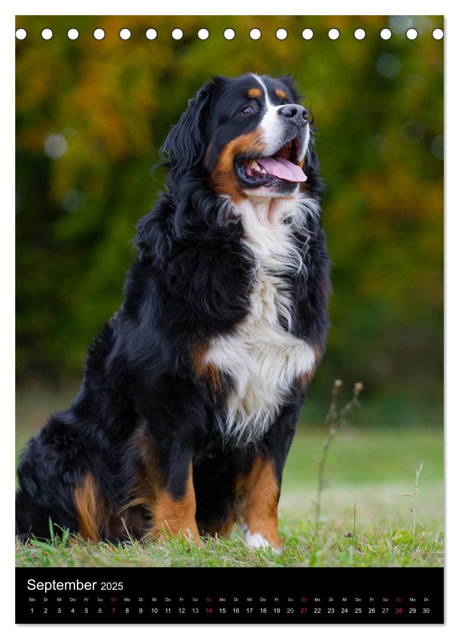 Bild: 9783457068489 | Berner Sennenhund 2025 (Tischkalender 2025 DIN A5 hoch), CALVENDO...