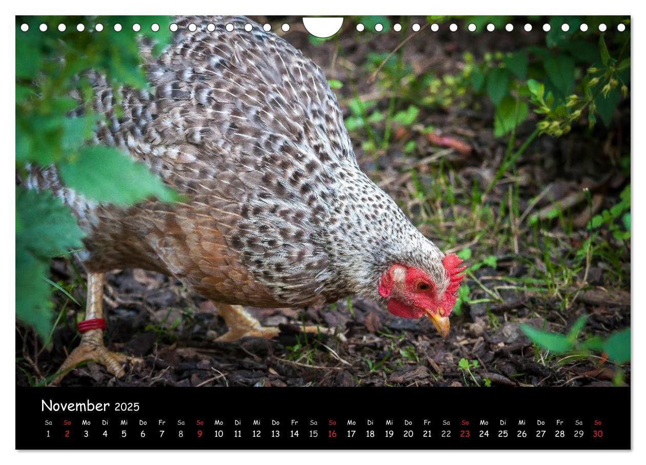 Bild: 9783435564101 | Gartenhühner (Wandkalender 2025 DIN A4 quer), CALVENDO Monatskalender