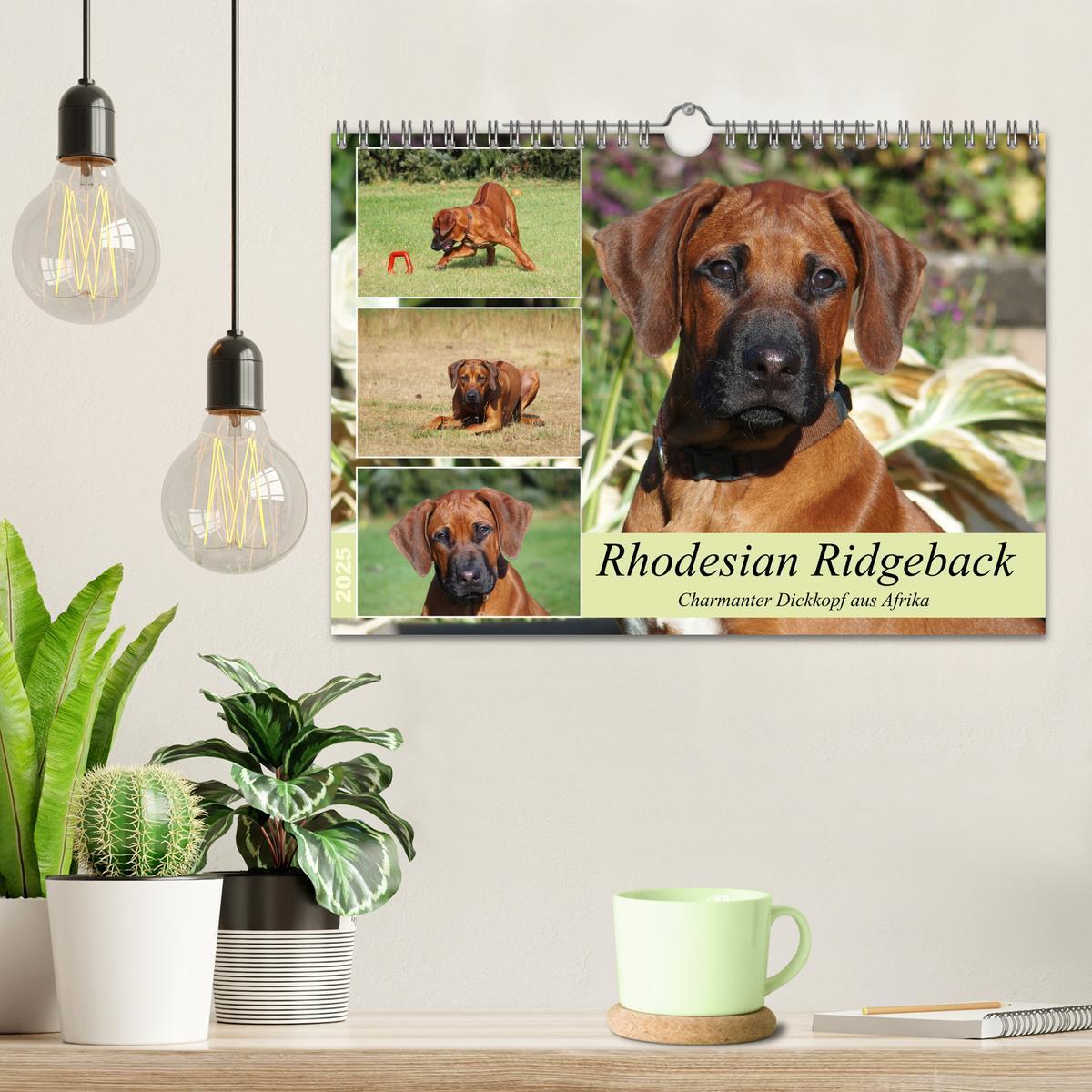 Bild: 9783383988028 | Rhodesian Ridgeback - Charmanter Dickkopf aus Afrika (Wandkalender...