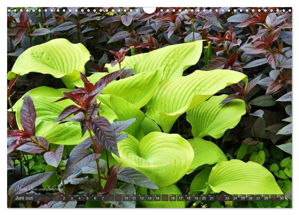 Bild: 9783435576388 | Hosta Staude mit Herz (Wandkalender 2025 DIN A3 quer), CALVENDO...