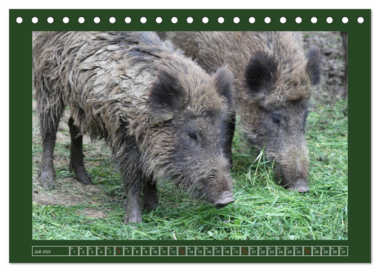 Bild: 9783435776429 | Schweinkram - Die Wildschweine sind los (Tischkalender 2025 DIN A5...