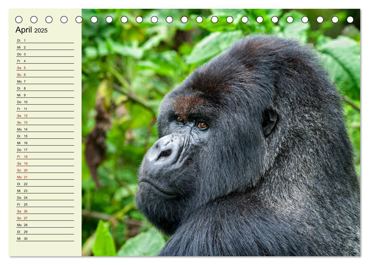 Bild: 9783435118489 | Berggorillas im Herzen Afrikas (Tischkalender 2025 DIN A5 quer),...