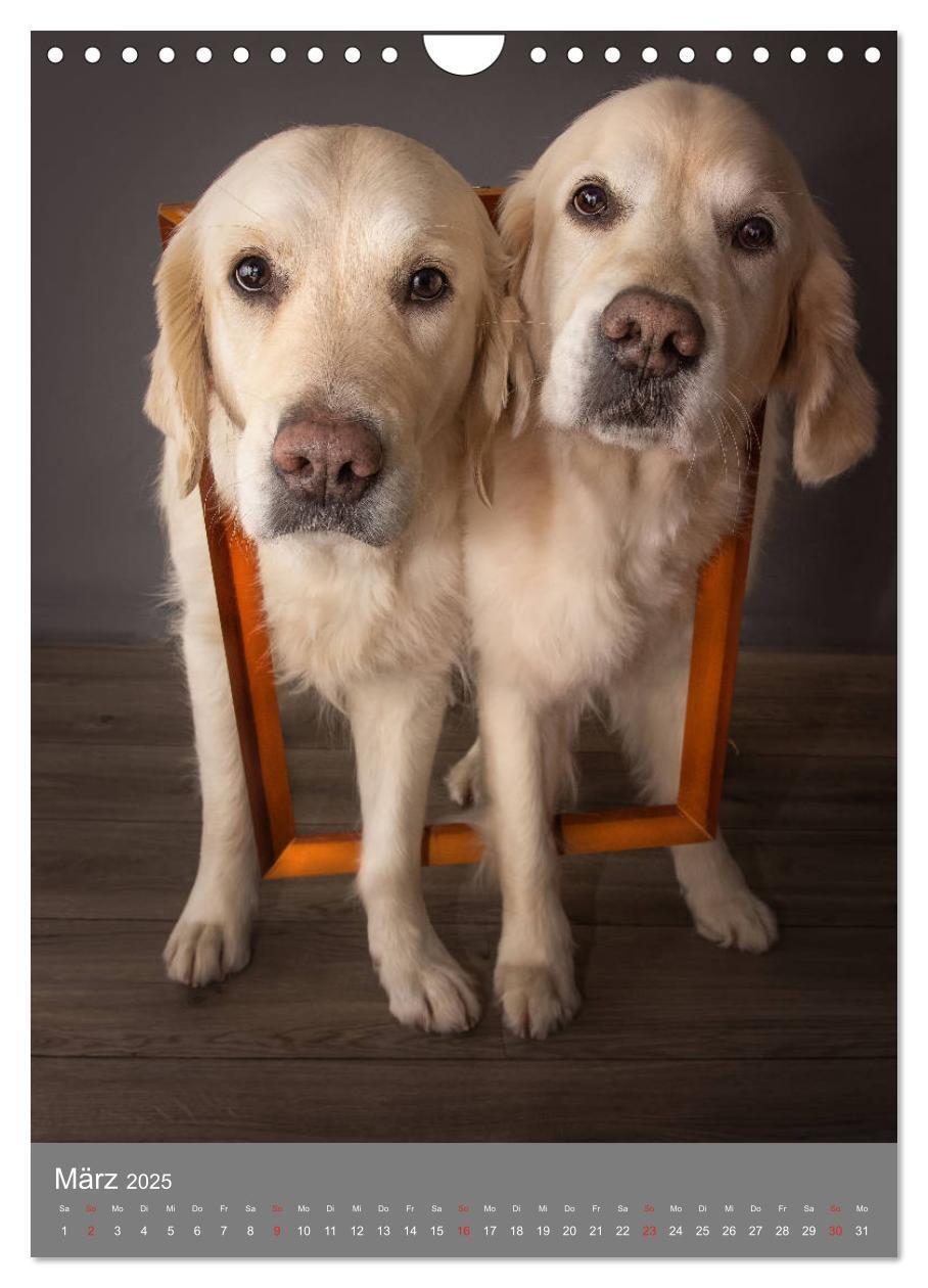 Bild: 9783435948130 | Grace und Cuba - Zwei liebenswerte Golden Retriever (Wandkalender...