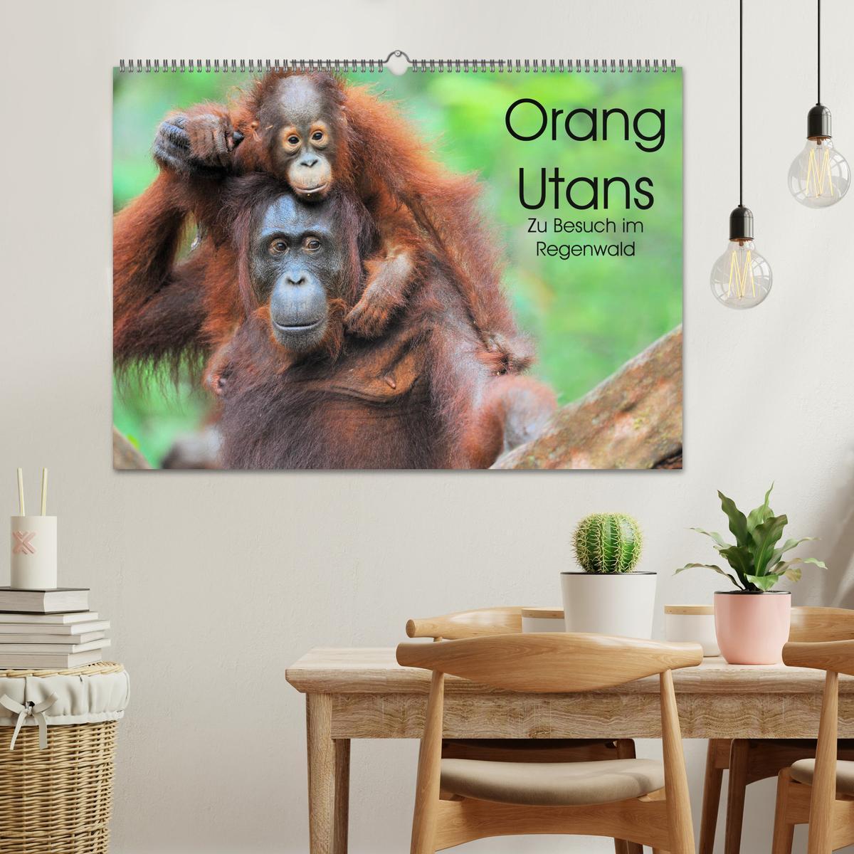 Bild: 9783435227280 | Orang Utans: Zu Besuch im Regenwald (Wandkalender 2025 DIN A2...