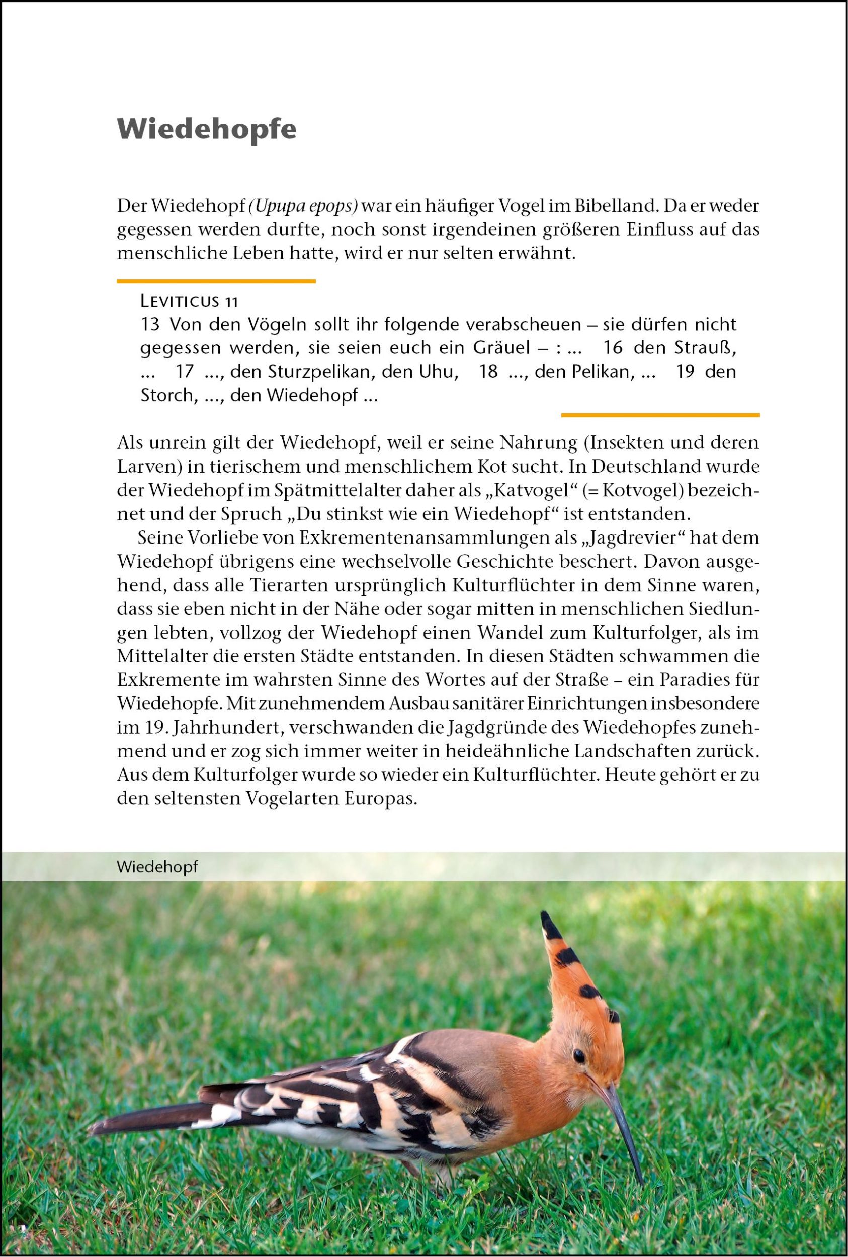 Bild: 9783942672979 | ... und Gott schuf die Tiere | Frank Brandstätter | Buch | Deutsch