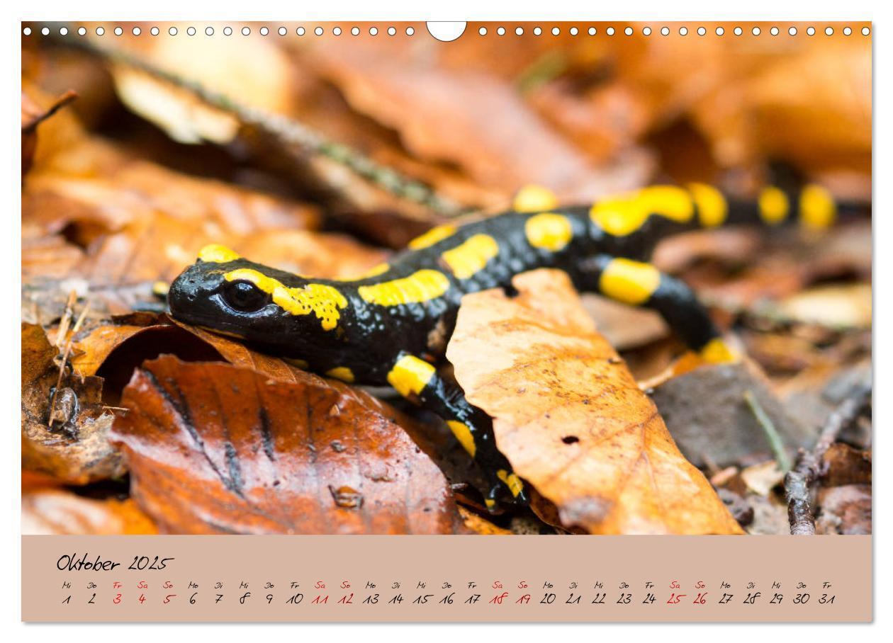 Bild: 9783435172849 | Feuersalamander - Liebenswerte Heimlichtuer (Wandkalender 2025 DIN...