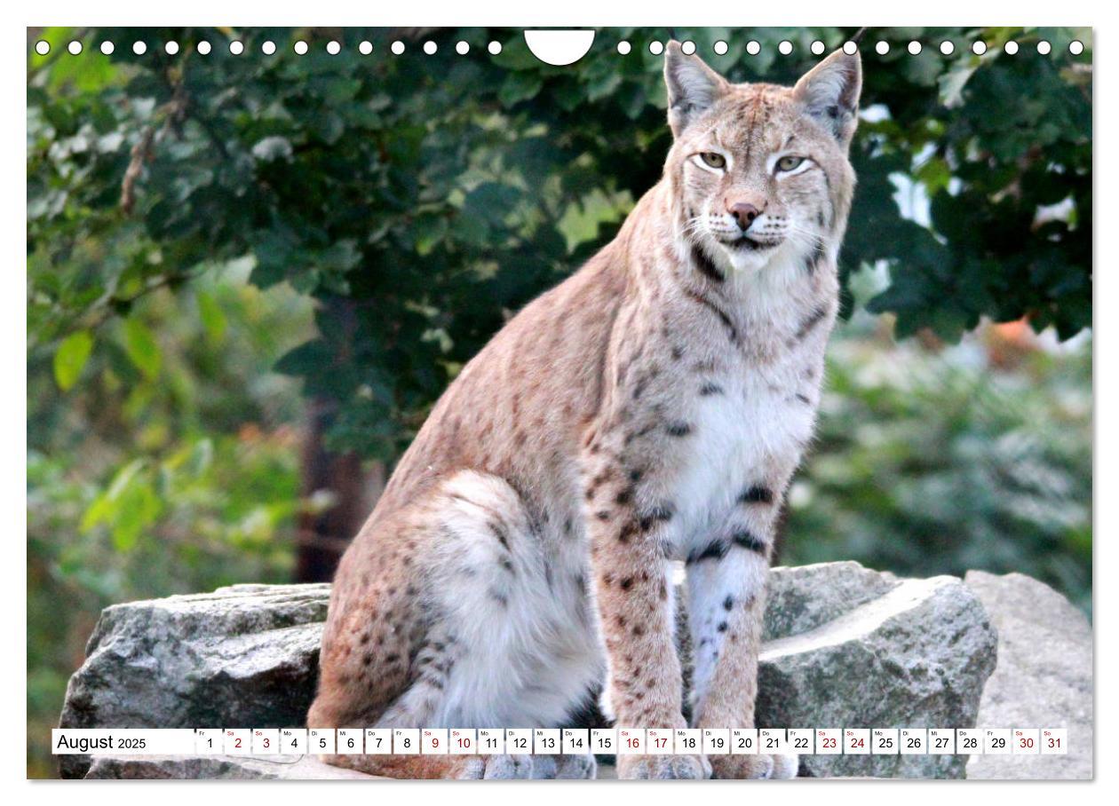 Bild: 9783435420773 | Familie Luchs - Die Jäger mit dem Pinselohr (Wandkalender 2025 DIN...