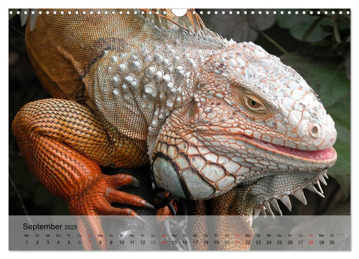 Bild: 9783435625352 | Reptilien Schlangen, Echsen und Co. (Wandkalender 2025 DIN A3...