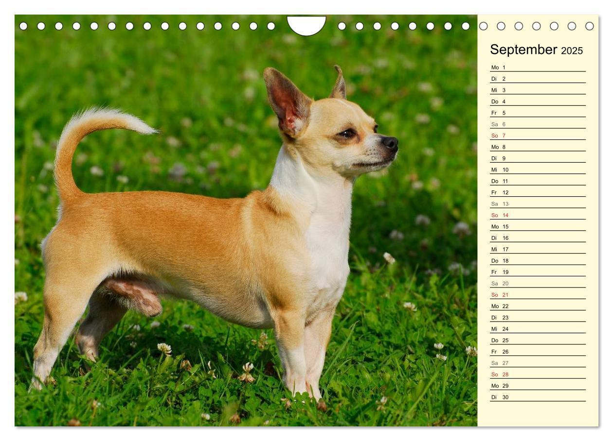 Bild: 9783435541546 | Chihuahua - Kleine Hunde ganz groß (Wandkalender 2025 DIN A4 quer),...