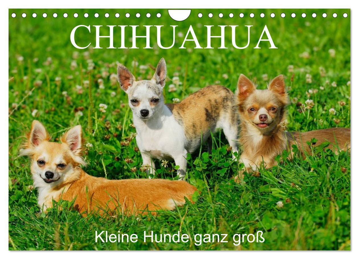 Cover: 9783435767113 | Chihuahua - Kleine Hunde ganz groß (Wandkalender 2025 DIN A4 quer),...