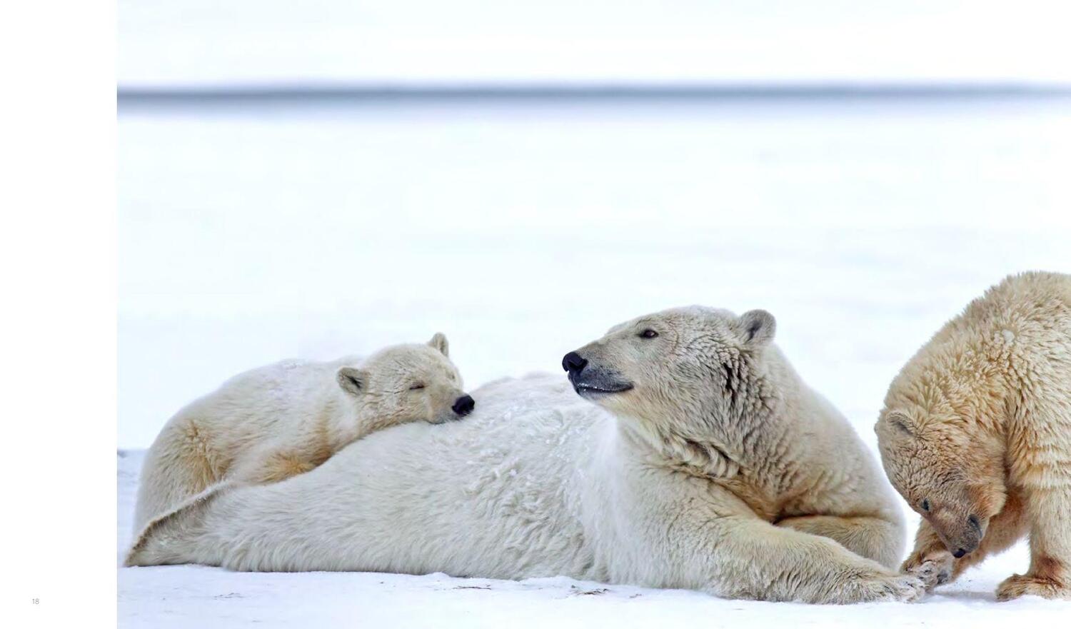 Bild: 9783868739886 | Im Bann des Nordens | Abenteuer am Polarkreis | Bernd Römmelt | Buch