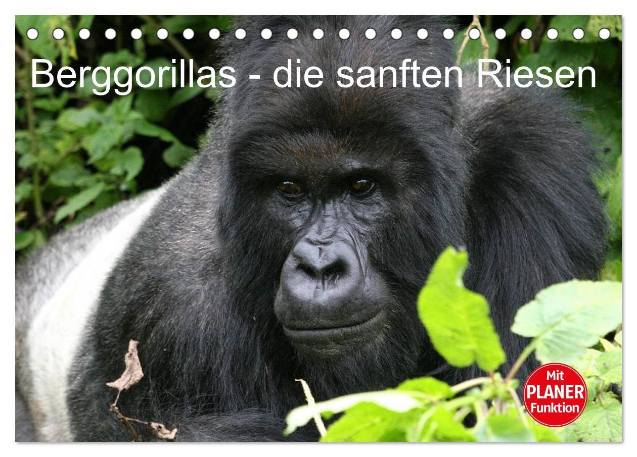 Cover: 9783435523641 | Berggorillas - die sanften Riesen (Tischkalender 2025 DIN A5 quer),...